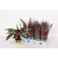 Calathea Triostar Russia-decorum