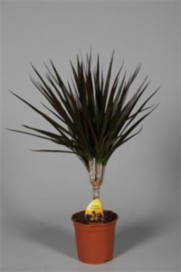 Dracaena Marginata 1stam