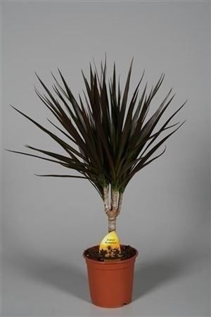Dracaena Marginata 1stam