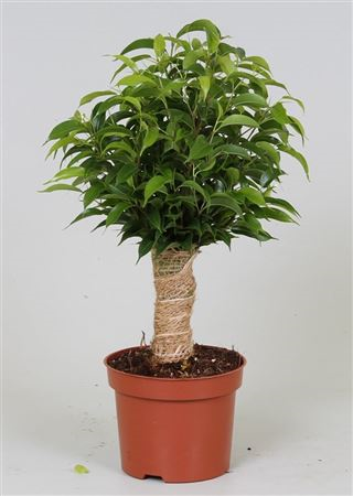 Ficus Be Natasja Jute Stam
