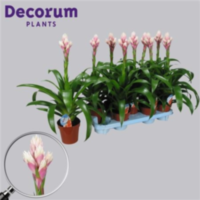 Guzmania Candy Vertakt Roze-wit (decorum)