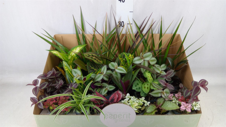 Kamerplant Mix 8/35