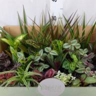 Kamerplant Mix 8/35 - зображення_viber_2025-03-26_17-11-42-671