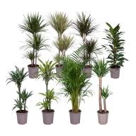 Kamerplant Mix 8/35 - Kamerplanten Gem 508 45