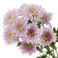 Chr T Belicia Pink X5