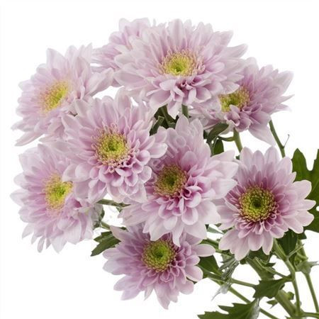 Chr T Belicia Pink X5