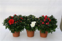 Rhodo Si Mix (clock)
