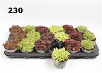 Rotsplanten Mix 8/10