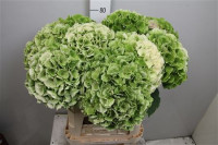 Protea Pink Ice 60sm X5