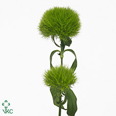 Dianthus Barb Kiwi Mellow 45sm