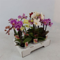 Phal 2-tak Pacohantas 12/55