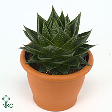 Aloe Haworthia Mix (al8001) 8/12