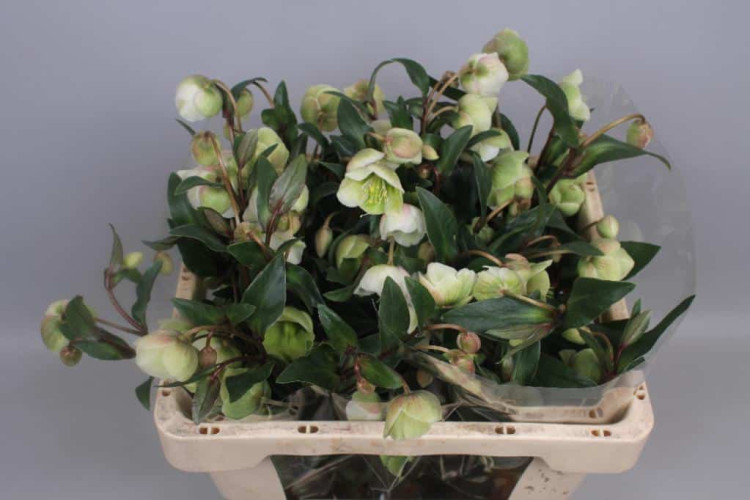 Helleborus S Magnific Bells