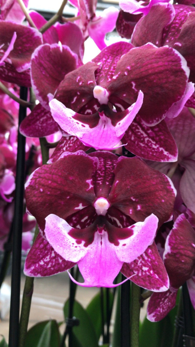Phal A2 2/3-tak Levo Roze Mix 12/55