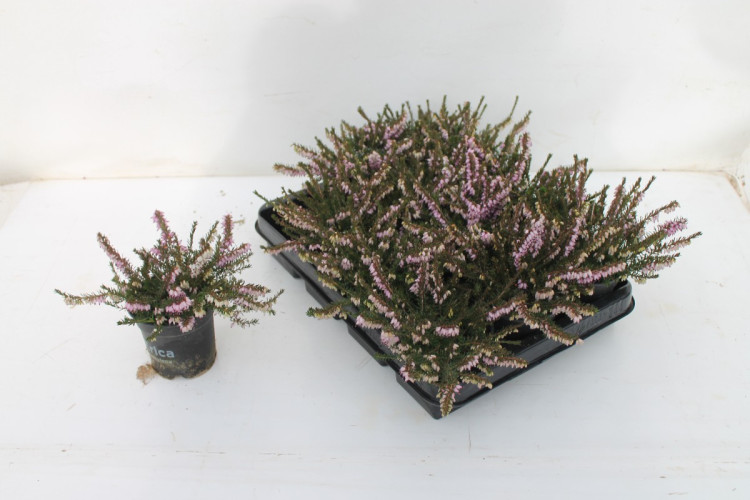 Erica Rosalena 09/15
