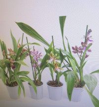 Zygopetalum Mix 12/40