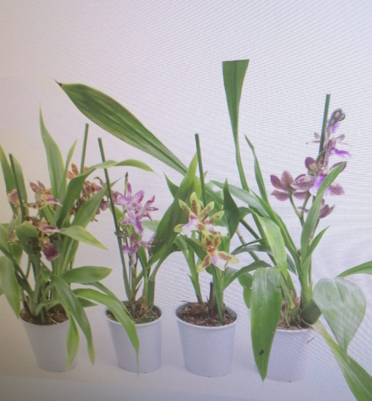 Zygopetalum Mix 12/40