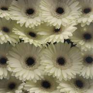 Gerbera Mini Phoenix X30 Holland - diagrwhe00000000000000