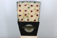 Gerbera Mini Phoenix X30 Holland