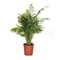 Chamaedorea Elegans 17/75