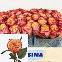 Rose Hurricane 60 sm