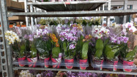 Phal 1-tak Scenza Mix 12/80