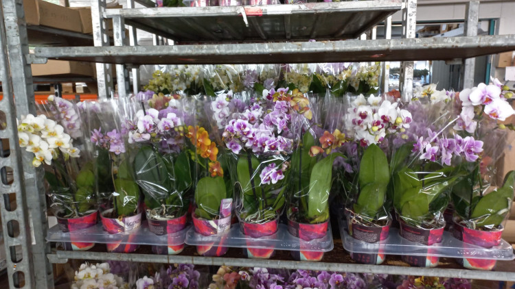 Phal 1-tak Scenza Mix 12/80