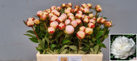 Paeonia Flor Nicholls X10 Holland