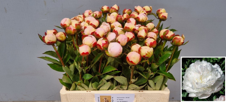 Paeonia Flor Nicholls X10 Holland