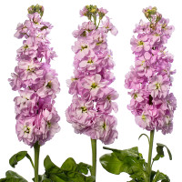 Matthiola Mix 45sm X10