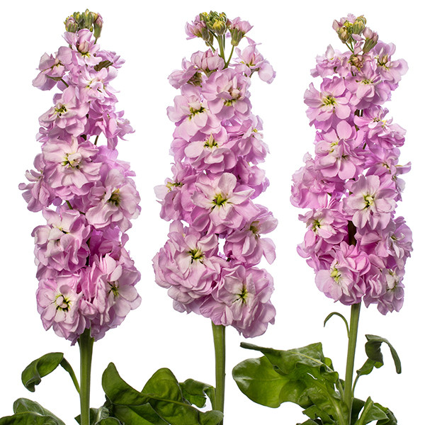 Matthiola Mix 55sm X10