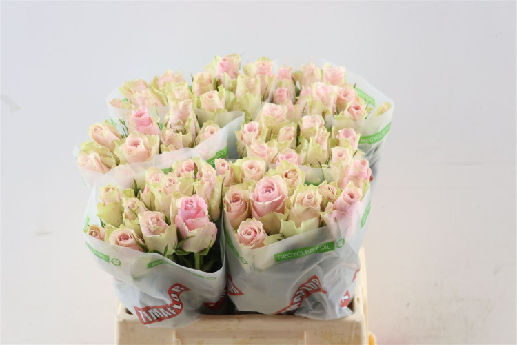 Rose Pink Athena 40 sm