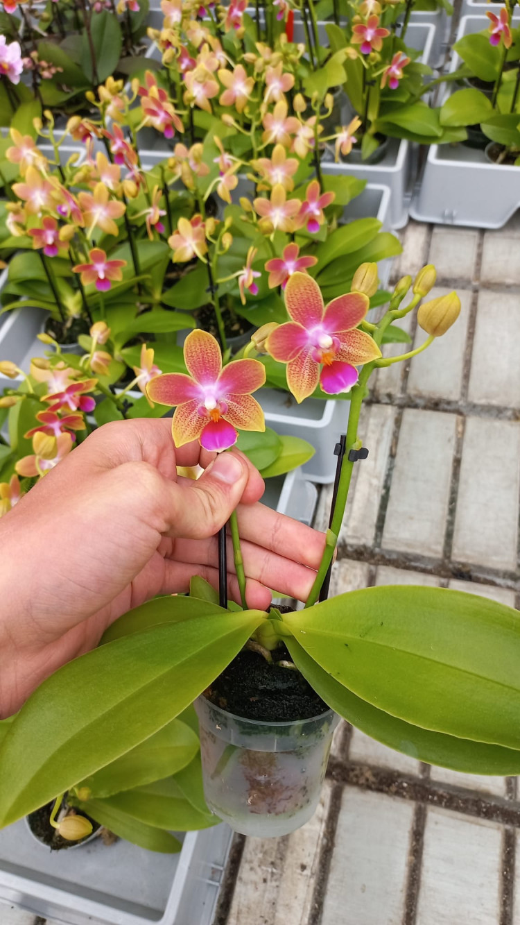 Phal 2-tak Fragrance Tropical 7/25