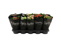 Kalanchoe Tisento Mix Black 12/30