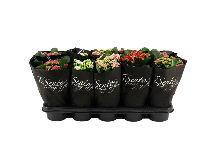 Kalanchoe Tisento Mix Black 12/30