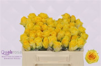 Rose Yello Qualirosa 30 sm