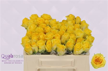 Rose Yello Qualirosa 30 sm