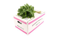 Salal Baby 30 sm