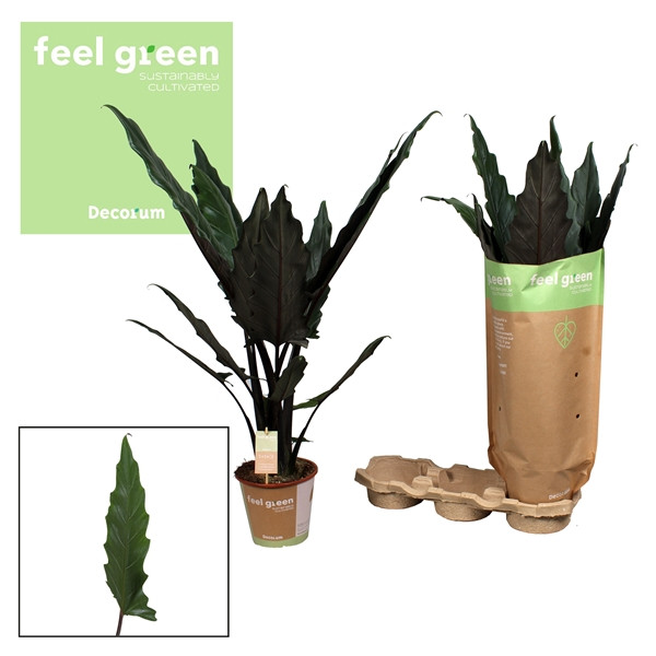 Alocasia Dragon Scale 14/25