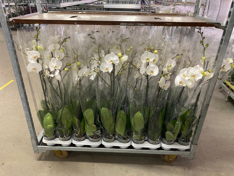 Phal 1-tak A2 VG Yellow Pink 12/70