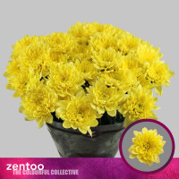 Chr T Altaj Yellow X5