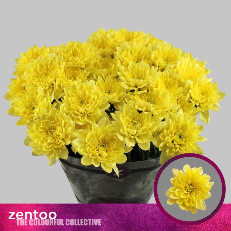 Chr T Altaj Yellow X5