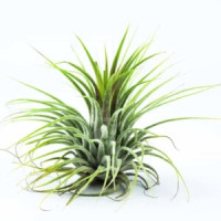 Tillandsia Keramiek 9/30