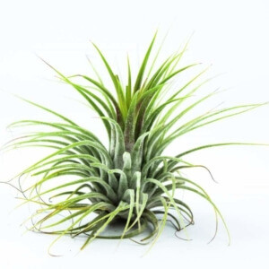 Tillandsia Keramiek 9/30