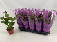 Anth Baby Purple 12/45