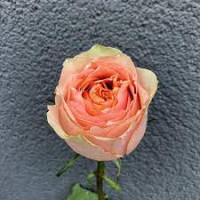 Rose Gravity 60 sm