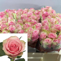 Rose Belle Rose 35 sm
