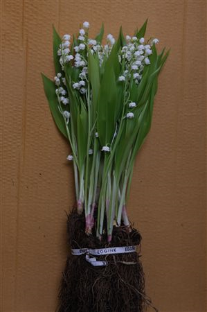 Convallaria White