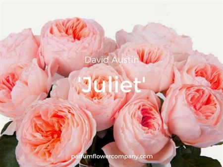 Rose Austin Juliet 50 sm