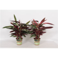 Calathea Triostar Russia-decorum